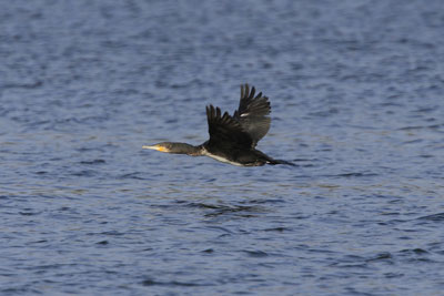 Sea Bird photography by Betty Fold Gallery